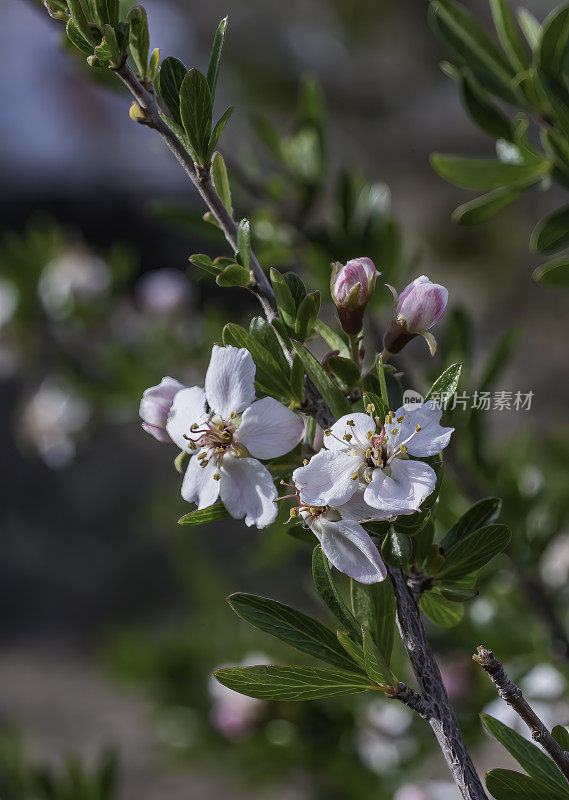 eraphyllum是蔷薇科开花植物的一个单型属，内含单一种Peraphyllum ramosissimum，俗称女苹果或野蟹苹果。内华达州大盆地国家公园;大盆地沙漠;蔷薇科的家庭